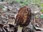 Fattyú kucsmagomba (Morchella semilibera), Budai-hegység